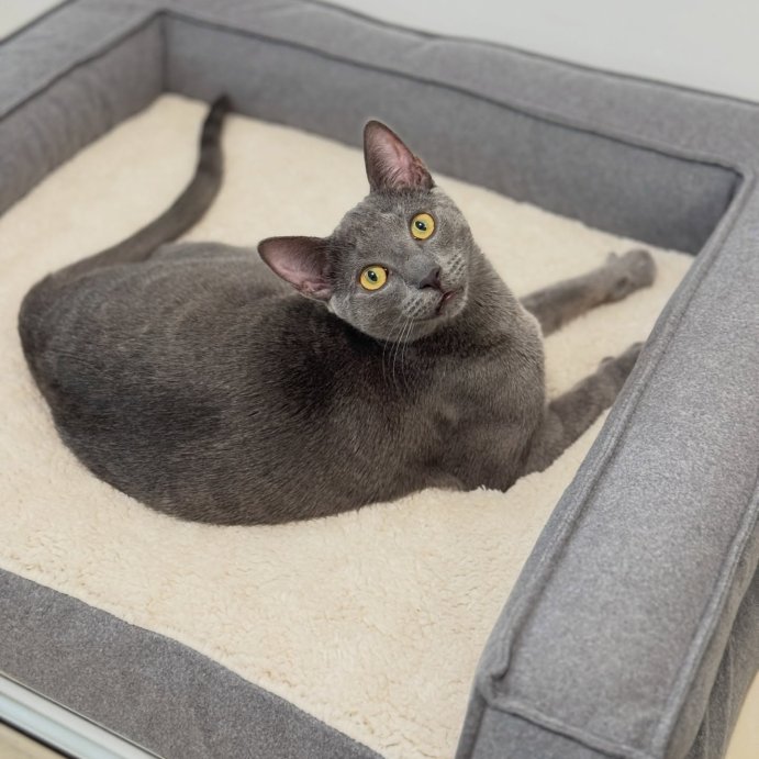 user image by @mochiandjet, 3-Sided Bolster Dog Bed - Boots & Barkley™