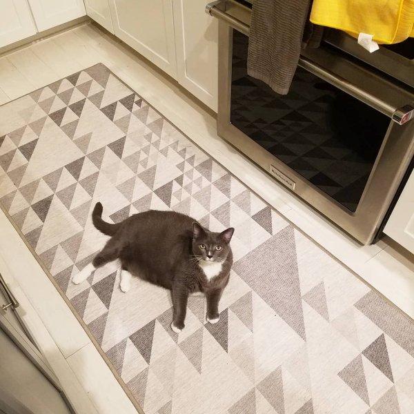 Cat Rugs Buy A Cat Rug Or Cat Area Rug Cat Proof Rugs By Ruggable