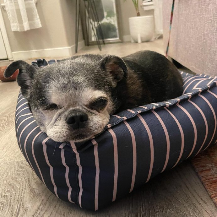 user image by @oneeyedpopeye, Orthopedic Cuddler Dog Bed - Boots & Barkley™