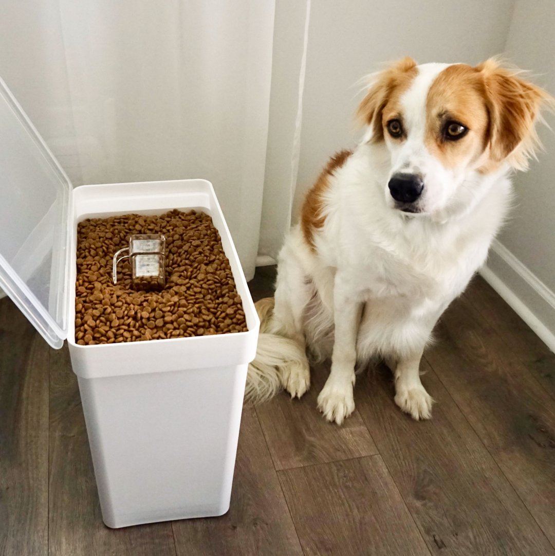 4/11 Is National Pet Day! Top 3 Pet Solutions Yamazaki Home