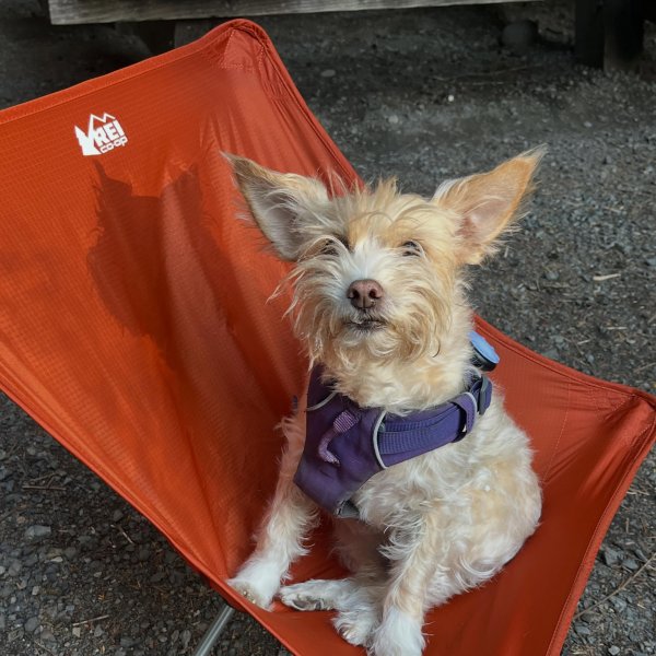 REI Co-op Flexlite Air Chair | REI Co-op