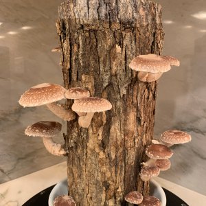 User generated image 0