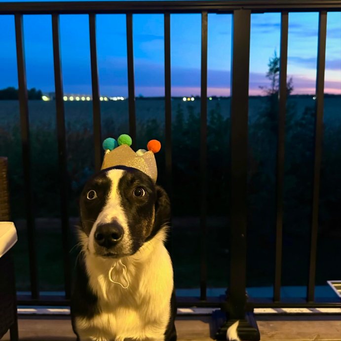 user image by @rescuecolliewillow, Birthday Crown Dog Hat - Gold - 6&#34; - Boots &#38; Barkley&#8482;