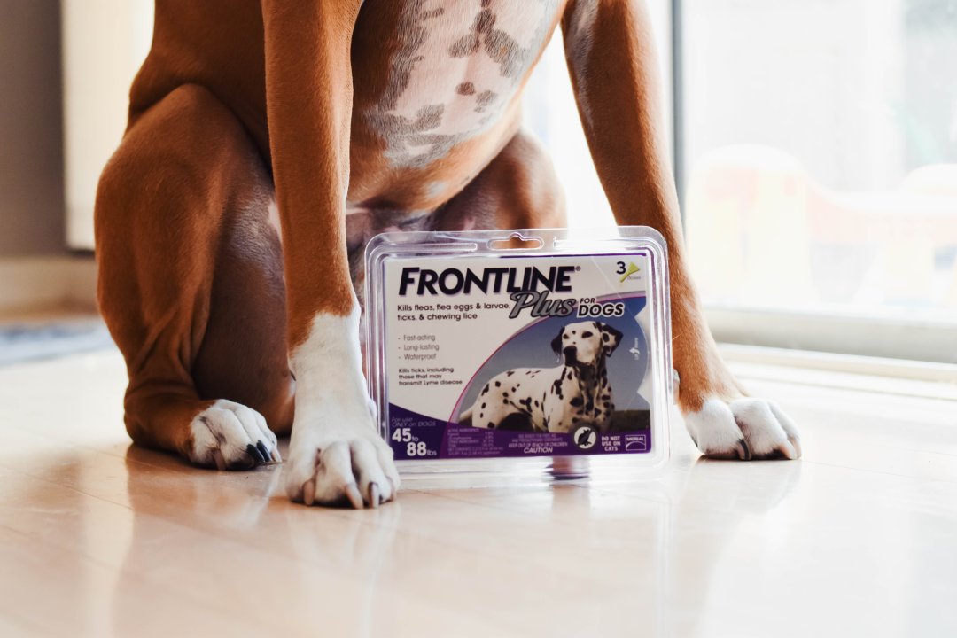 Shop Frontline Plus Flea and Tick Prevention for Large Dogs - 3 Monthly Treatments and more