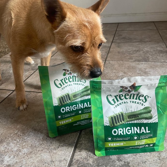 user image by @everybodylovesbaconn, Greenies Teenie Spearmint and Chicken Flavor Chewy, Dental Hard Chews Dog Treats