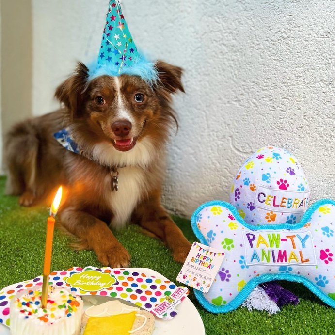 user image by @benji.atl, Multipet Plush Celebration Balloon with Rope Dog Toy - 12&#34;