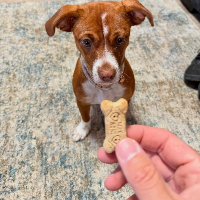 user image by @llukkar77, Milk-Bone Halloween Apple and Cinnamon Flavor Dog Treats - 8oz
