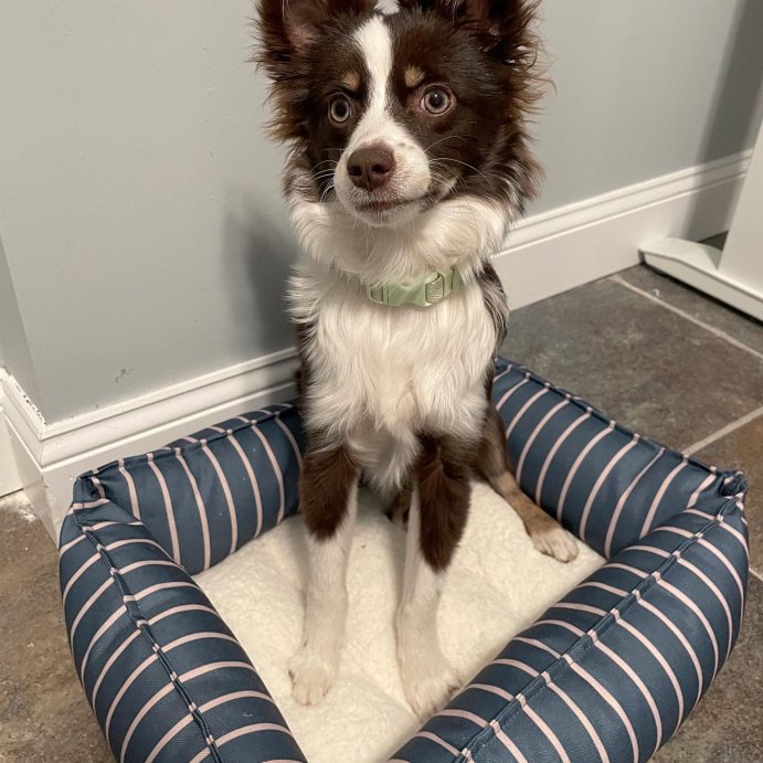user image by @pollypocketpaprin, Orthopedic Cuddler Dog Bed - Boots & Barkley™