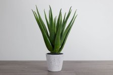 Shop Aloe Greenery and more