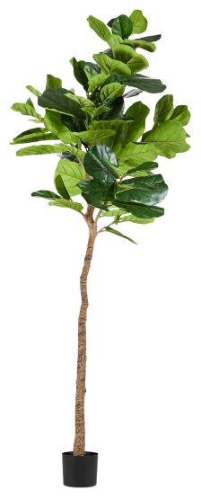 Shop Ida 8' Fiddle Fig Tree and more
