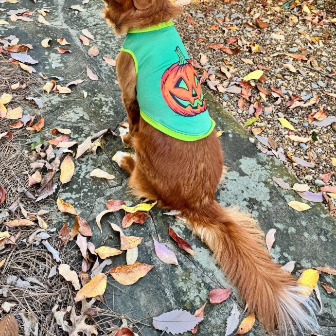 user image by @tgifpup, Halloween Retro Pumpkin Dog and Cat Sweatshirt - Hyde and EEK! Boutique™