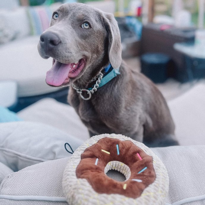 user image by @raleigh.thelab, TrustyPup Chocolate Donut Durable Plush Dog Toy