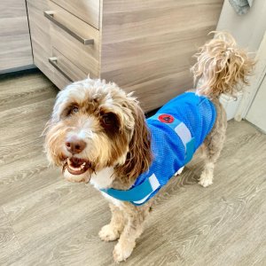 Buy Petface 30cm Cooling Dog Coat Dog healthcare Argos