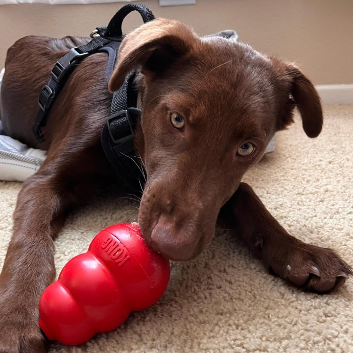 user image by @itsurdawgwinston, KONG Refillable Classic Chew Dog Toy - Red