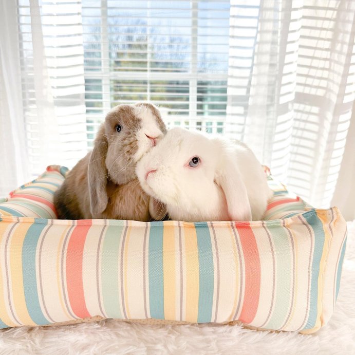 user image by @stayathomebun, Orthopedic Cuddler Dog Bed - Boots & Barkley™