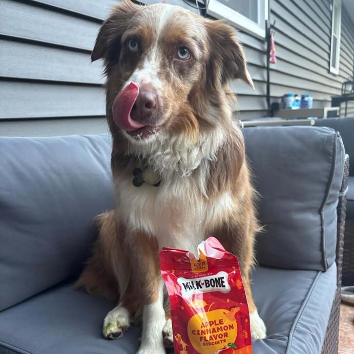 user image by @shay.case607, Milk-Bone Halloween Apple and Cinnamon Flavor Dog Treats - 8oz