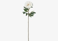 Shop Tige de pivoine Kirra and more