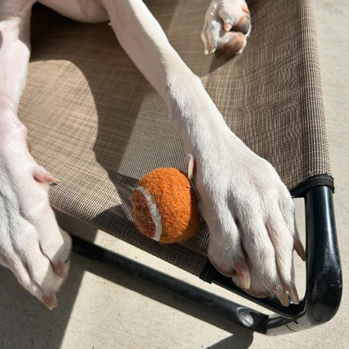 user image by @janice_targetfinds, KONG SqueakAir Tennis Ball Dog Toy