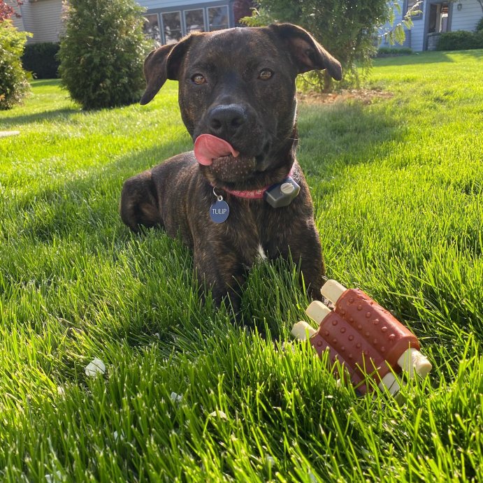 user image by @tulipberry33120, BARK Super Chewer Wreck of Ribs Dog Toy