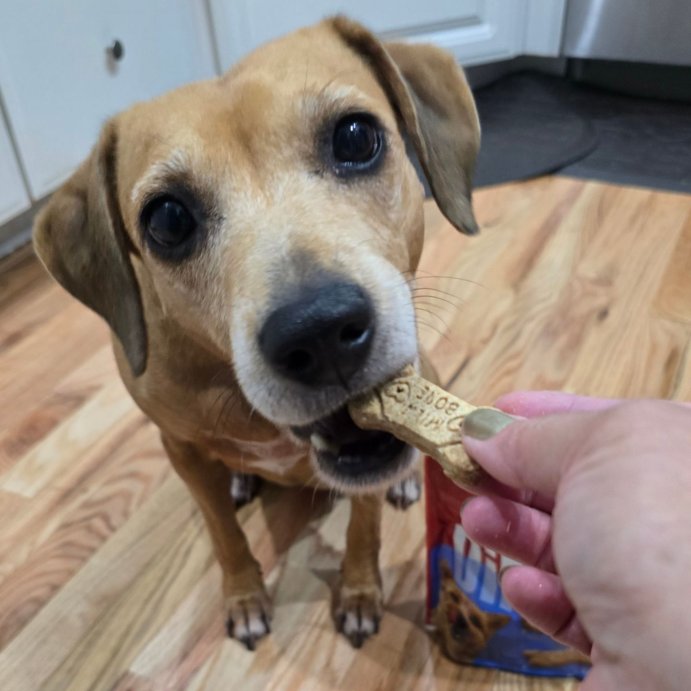 user image by @iceeresults, Milk-Bone Dipped Peanut Butter Crunchy Dog Treats