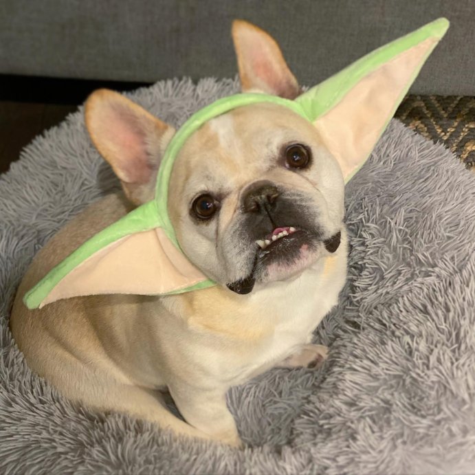 user image by @hueypotatothefrenchie, The Child Star Wars: The Mandalorian Baby Yoda Head Band