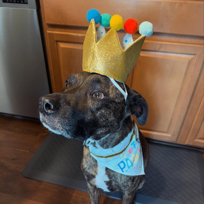 user image by @rockytheplott, Birthday Crown Dog Hat - Gold - 6&#34; - Boots &#38; Barkley&#8482;