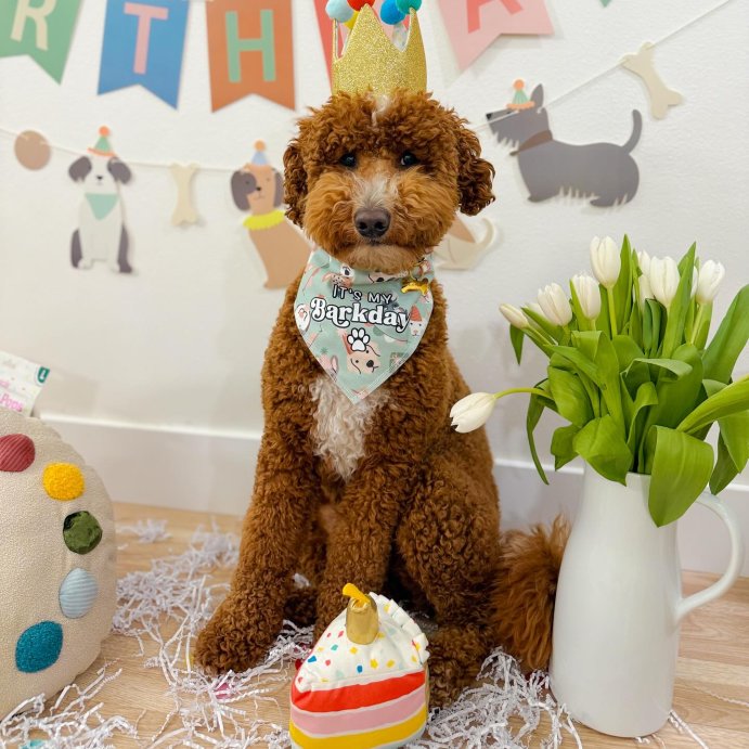 user image by @scottiethedood, Birthday Crown Dog Hat - Gold - 6&#34; - Boots &#38; Barkley&#8482;