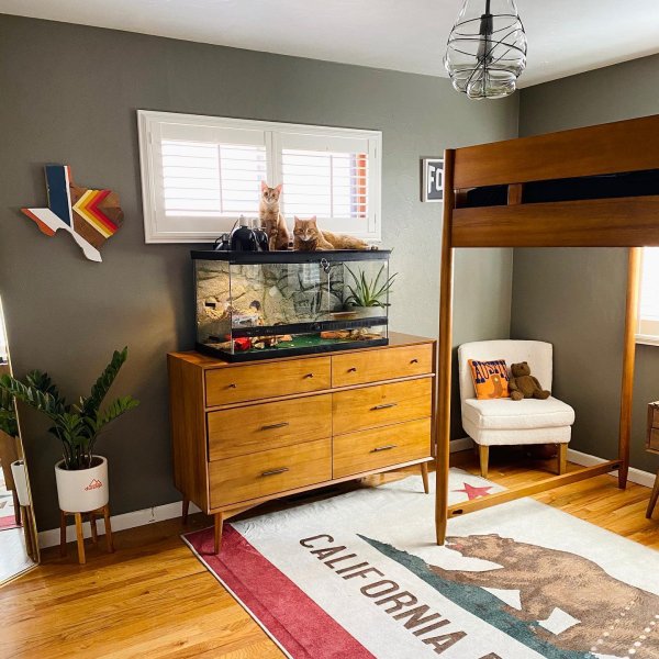 Cat Rugs Buy A Cat Rug Or Cat Area Rug Cat Proof Rugs By Ruggable