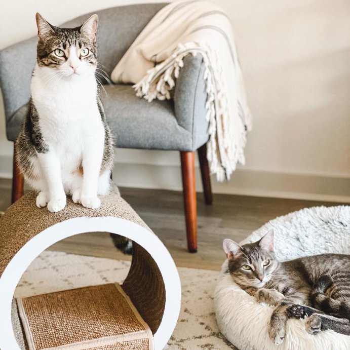 user image by @luckyliamandfinn, Tunnel Cat Scratcher - Boots &#38; Barkley&#8482;
