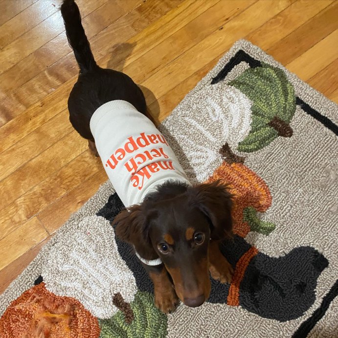 user image by @choco_the_tyrant, Make Fetch Happen Dog Sweatshirt Hoodie - Boots &#38; Barkley&#8482;
