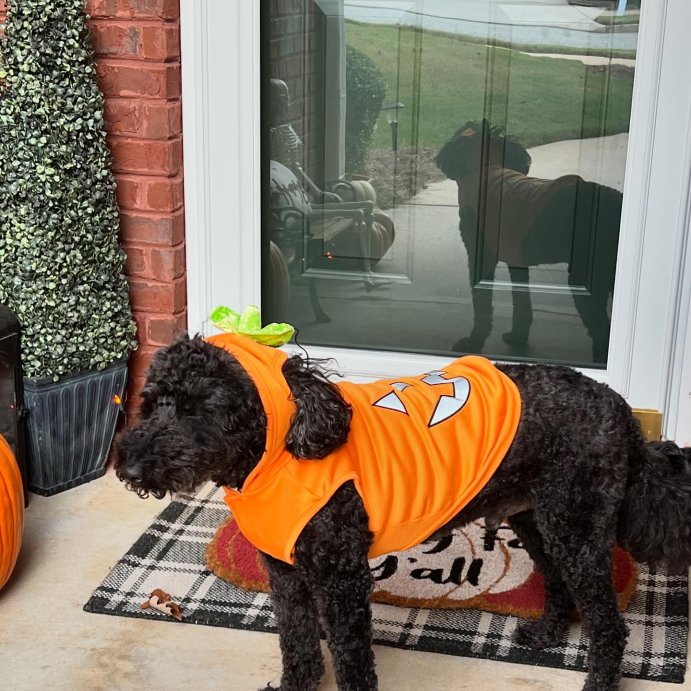 user image by @henleydoodle, Jack-O'-Lantern Pumpkin Reflective Halloween Hoodie Dog and Cat Costume - Boots & Barkley™