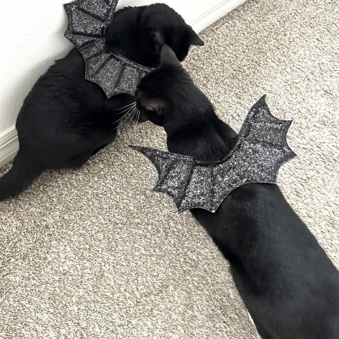 user image by @tropicaldolleb, Glitter Wings Halloween Cat Costume Black - Boots &#38; Barkley&#8482;