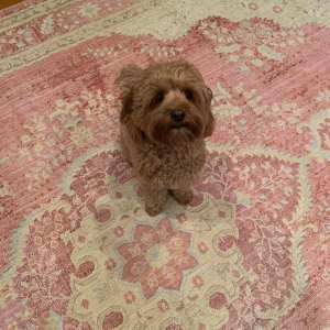 Carina Synthetic Rug