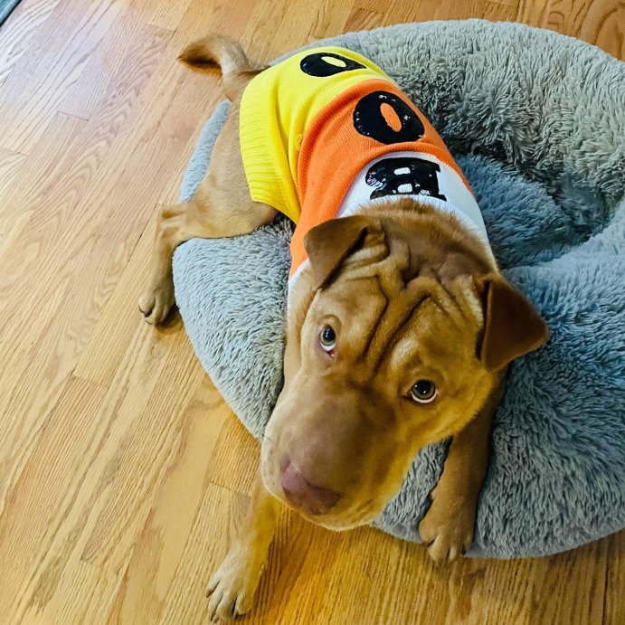 user image by @adognamedsandwich, Super Plush Cuddler Round Dog Bed - Gray - Boots & Barkley™
