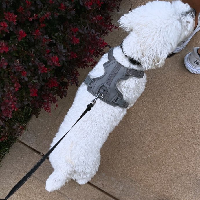 user image by @loverkamp, Reflective Comfort Dog Harness - Boots & Barkley™