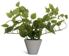 Shop Epipremnum Greenery and more