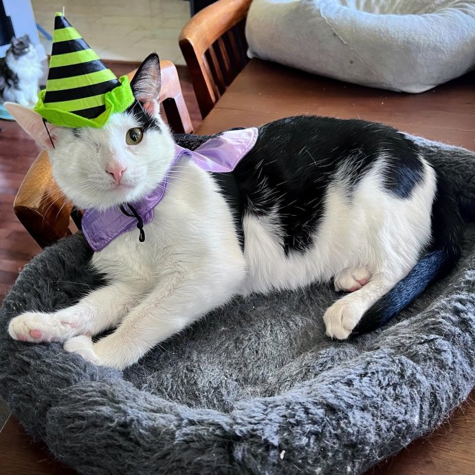 user image by @jenngristick, Super Plush Cuddler Round Dog Bed - Gray - Boots & Barkley™