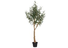 Shop Grand olivier en pot Tristin and more