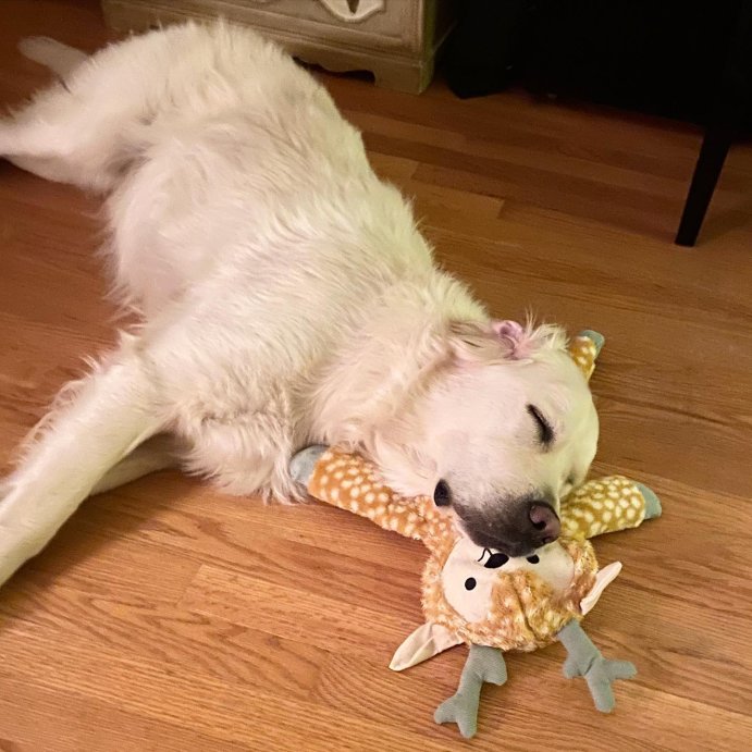 user image by @chi.doug, Deer Plush Dog Toy - L - Boots &#38; Barkley&#8482;