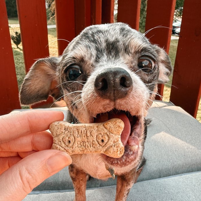 user image by @adventuresofevabelle, Milk-Bone Halloween Pumpkin Spiced Flavor Crunchy Dog Treats - 8oz