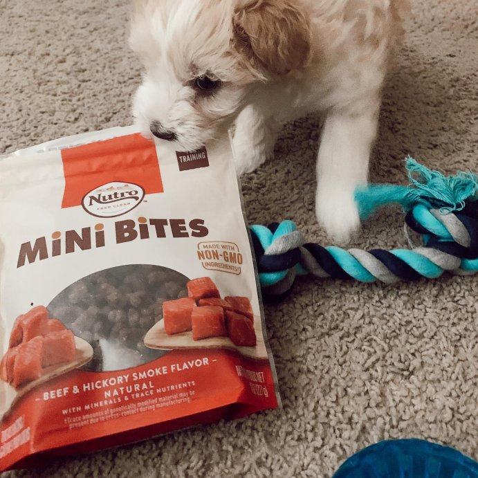 user image by @bodhimabelmichaels, Nutro Natural Choice Chicken, Vegetable and Rice Flavor Puppy Dry Dog Food - 13lbs