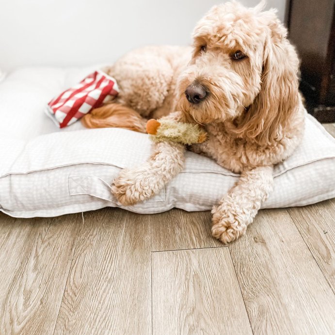 user image by @thorthebigbro, Traditional Pillow Dog Bed - XL - Boots &#38; Barkley&#8482;