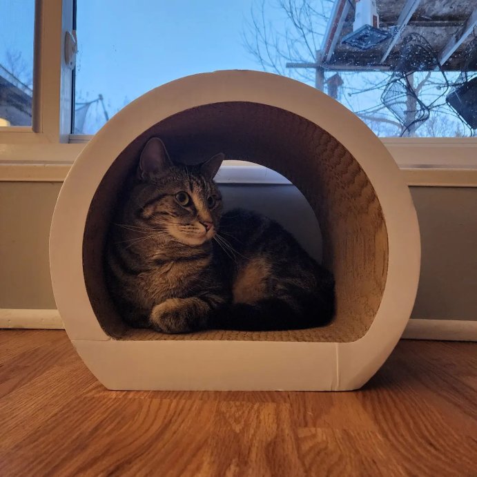 user image by @crashgohannorm, Tunnel Cat Scratcher - Boots &#38; Barkley&#8482;