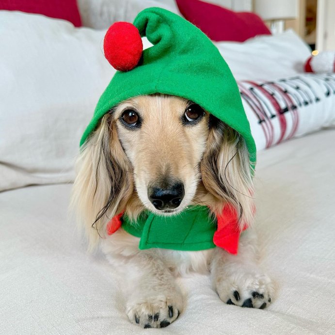 user image by @itslucythedoxie, Northlight 27" Green and Red Christmas Elf Dog Costume - Size Extra Small