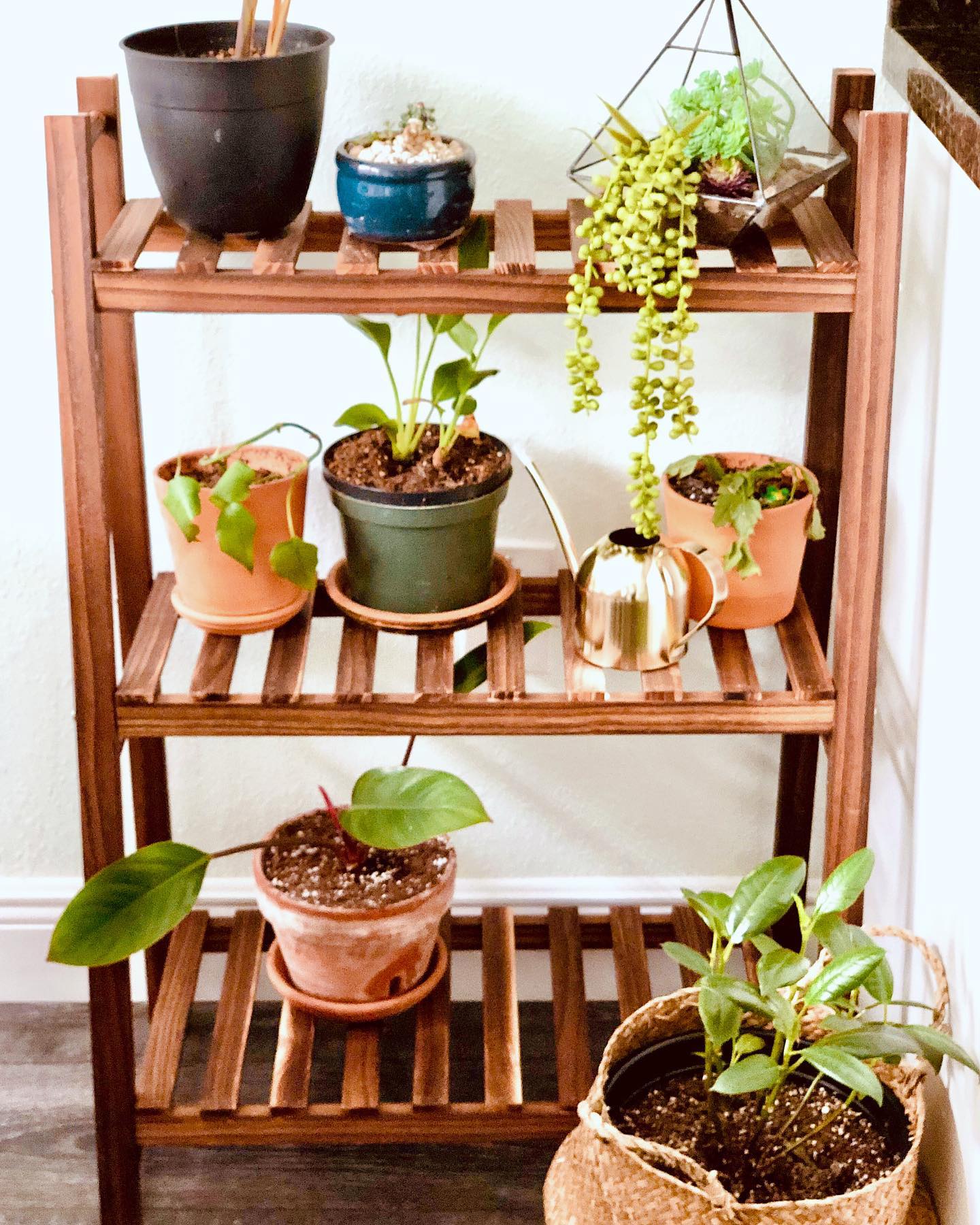 Tiered mini greenhouse Instagram Post