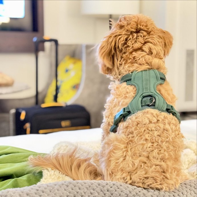 user image by @bohojenny, Reflective Comfort Dog Harness - Boots & Barkley™