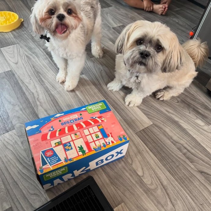 user image by @parker_pep, BARK Beg-n-Bag Medium Box Dog Plush Toy Set - 5pc