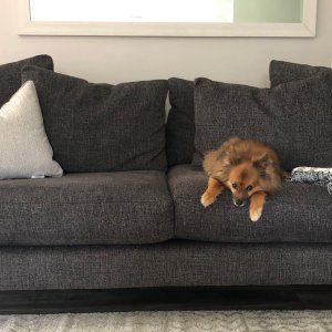 couch pooch-tato 
#spitzpomeranian #dogsoforillia #dogsofinstagram #urbanbarn #seniordogsofinstagram #instadog #couchpotato #caninecompanions #lazydaysofsummer #cutedogs