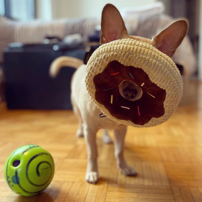 user image by @milo_the_chiwee, TrustyPup Chocolate Donut Durable Plush Dog Toy