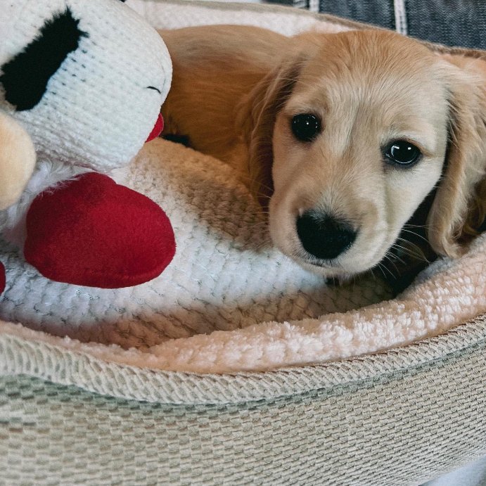 user image by @miloplusotie, Multipet 10.5&#34; Lamb Chop Interactive Plush Dog Toy